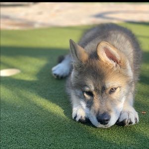 Meet your Posher, Kenna